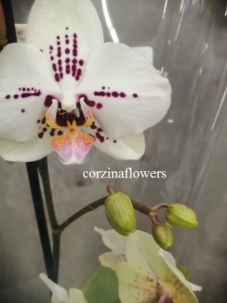 Фаленопсис гибрид 236 орхидея