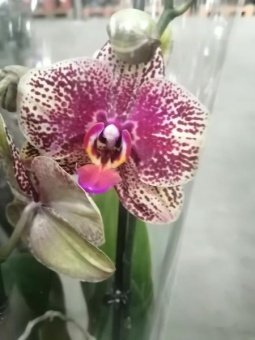 Орхидея фаленопсис гибрид 60112см