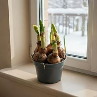 Нарцисс кремовый Брайдал Краун в горшке OG228 купить в Москве