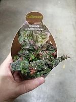 Крассула Пиктурата Купери суккулент KR3072 купить в Москве