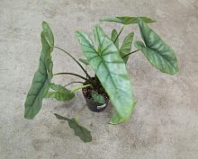 Алоказия Коразон (Гетерофилла) — декоративное растение с металлическими листьями в горшке KR3499 купить в Москве