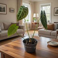 Антуриум Кларинервиум — декоративное растение с бархатными листьями | Премиум в горшке 15–30 см DZ18 купить в Москве