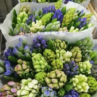 Гиацинты разноцветные срезанные https://corzinaflowers.ru/catalog/bukety_iz_tsvetov_fruktov_ovoshchey_i_dr/srezannye_tsvety/giatsinty_srezka/215/