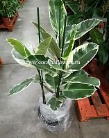 Фикус Эластика Тинеке 3 ст 90-110 см KR874 купить в Москве