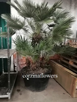 Хамеропс 250-270см пальма 110 см https://corzinaflowers.ru/catalog/komnatnye_rasteniya_i_tsvety/dekorativno_listvennye_rasteniya/palmy_yukki/khamerops_palma/5272/