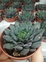 Эхеверия Скорпио суккулент KR823 купить в Москве