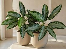 Аглаонема Джубайли Юбилей 25-30 см KR50 купить в Москве