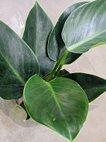 Филодендрон Грин Принцесс KR1009 купить в Москве
