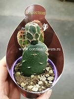 Опунция Ретикулата Кобра кактус KR995 купить в Москве