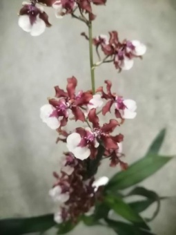 Онцидиум Черри бэби орхидея 12см 1цв