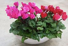 Цикламен в ладье на подарок KM1056 купить в Москве