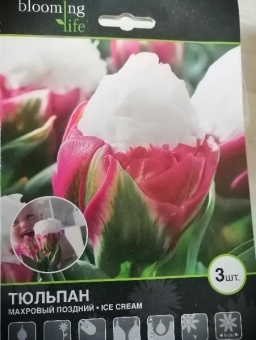 Тюльпан махровый Айскрим луковицы 