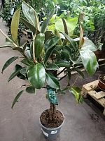 Фикус Мелани штамб 80-100см KR2524 купить в Москве