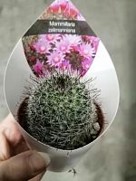 Маммиллярия Зеилманниана кактус KR3258 купить в Москве
