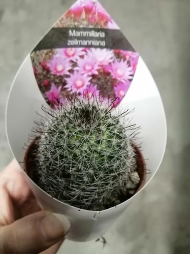 Маммиллярия Зеилманниана кактус KR3258 купить в Москве