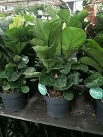 Фикус Лирата 2-3 ст 50-60см KR3052 купить в Москве