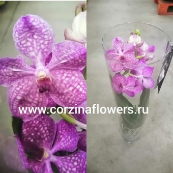 Орхидея Ванда брайд пинк в стекле Мишель 17 https://corzinaflowers.ru/catalog/komnatnye_rasteniya_i_tsvety/1841/