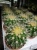 Эхинокактус грузони  12см https://corzinaflowers.ru/catalog/komnatnye_rasteniya_i_tsvety/kaktusy_ekheverii_i_dr_sukkulenty/kaktusy_v_gorshkakh/ekhinokaktus/403/