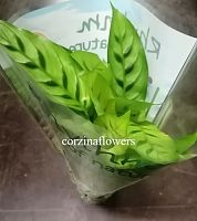 Калатея Леопардина KR1431 купить в Москве