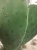 Опунция Фикус индика 50-60 см кактус KR1263 купить в Москве