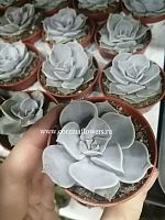 Эхеверия Лилацина суккулент KR405 купить в Москве