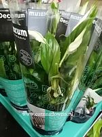 Спатифиллум Шопен женское счастье DZ63 купить в Москве