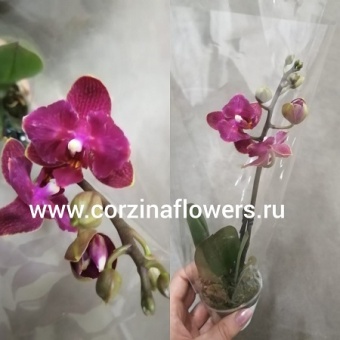 Орхидея Фаленопсис бабочка гибрид 185  https://corzinaflowers.ru/catalog/komnatnye_rasteniya_i_tsvety/2827/