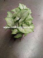 Сингониум Вайт баттерфляй 20-30 см KR165 купить в Москве