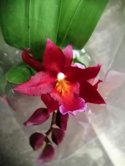 Камбрия красная орхидея гибрид 406 9см