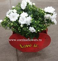 Кампанула в кашпо Love is KM213 купить в Москве
