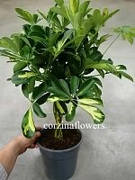 Шеффлера Голд Капелла переплетенная 50-60 см KR1855 купить в Москве