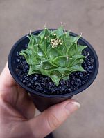 Кактус Обрегония Денегри KR4047 купить в Москве