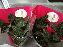 Орхидея Лудизия Discolor в горшке О40 купить в Москве