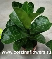 Фикус Лирата Бамбино 25-30см  KR21 купить в Москве