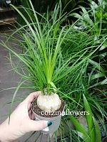 Нолина рекурвата 1 шар пальма KR2015 купить в Москве