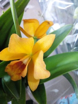 Орхидея Каттлея желтая 9см