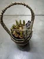 Мускари в корзине Flowers KM237 купить в Москве