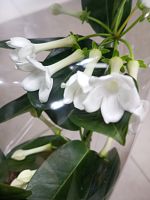 Стефанотис Флорибунда — ароматное вьющееся растение с белыми цветами для уюта и подарка DZ61 купить в Москве