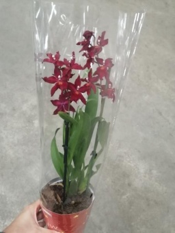 камбрия красная Фпанс Джевел орхидея 12см