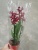 камбрия красная Фпанс Джевел орхидея 12см