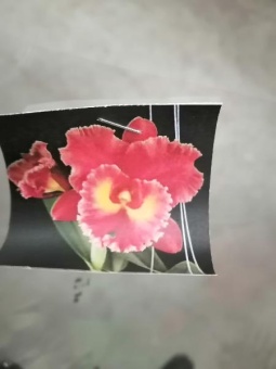 Каттлея Сиам ред Орхидея 12