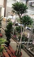 Драцена фрагранс Компакта 5 ст 170-190 см KR1224 купить в Москве