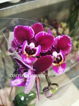 Фаленопсис Кранберри орхидея 6 см 1 цв