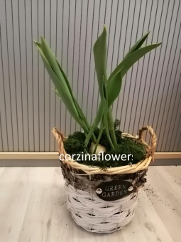 Тюльпаны в корзине Гарден 18 см