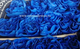 25 синих роз цветы SR277 https://corzinaflowers.ru/catalog/bukety_iz_tsvetov_fruktov_ovoshchey_i_dr/srezannye_tsvety/roza_srezka/3056/
