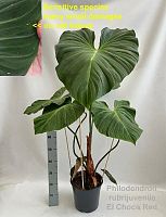 Philodendron rubrijuvenile El Choco Red купить в Москве | Филодендрон Эль Чоко Ред KR4105 купить в Москве