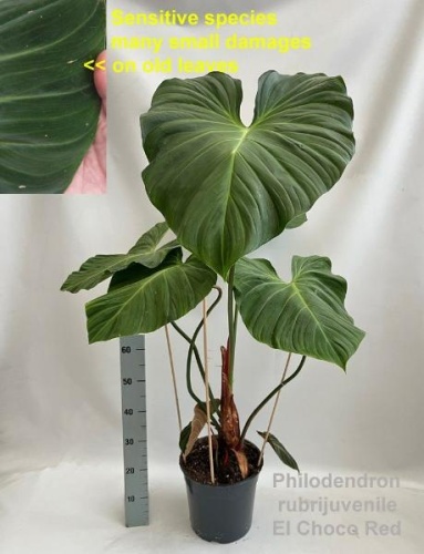 Philodendron rubrijuvenile El Choco Red купить в Москве | Филодендрон Эль Чоко Ред KR4105 купить в Москве