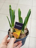 Нарцисс Адриана в горшке OG2034 купить в Москве