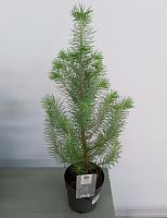 Сосна Сильвер Крест в горшке KM63 купить в Москве