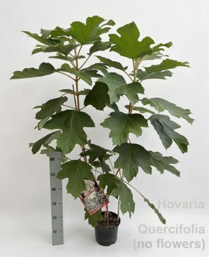 Гортензия Ховария Куарцифоллия (Hydrangea Hovaria Quercifolia) саженцы OG2036 купить в Москве